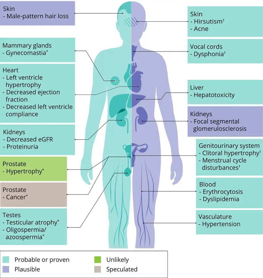 graphic summarizing key risks of supraphysiological testosterone: Cardiovascular, Hormonal Suppression, Estrogenic, Androgenic, Liver Stress, PIP and more.